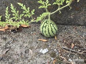 山东一个网红吃瓜是谁呀,揭秘网红背后的真相