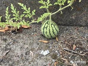 网红吃瓜视频怎么找的到,如何轻松找到热门话题