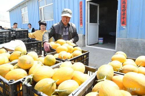 吃瓜网红黄,吃瓜网红的崛起与影响