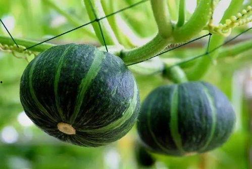 网红吃瓜圈八卦图片,八卦图片背后的惊人真相