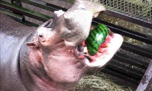 河马吃瓜网红,网红现象背后的生态解析