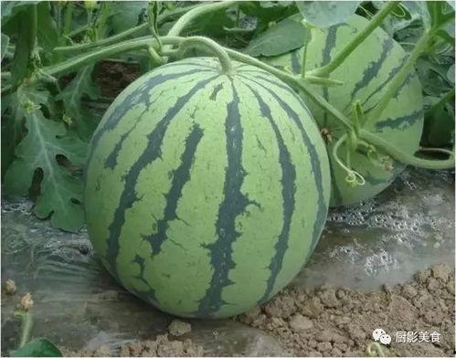 神木网红欣北吃瓜