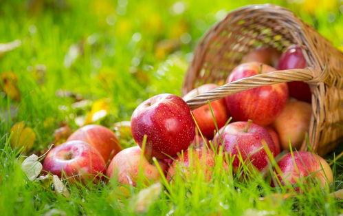 苹果吃瓜网166,揭秘科技圈最新热点与幕后故事