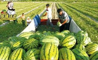 库尔勒吃瓜网红事件视频