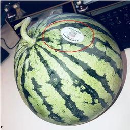 长兴网红吃瓜,揭秘网络红人的真实一面