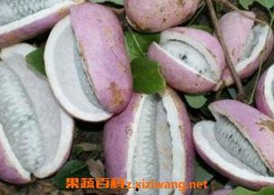 吃八月瓜网红